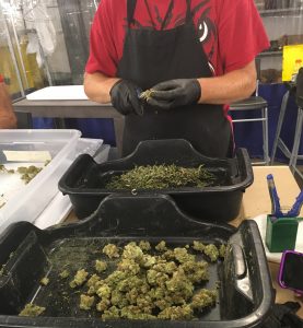 Bud Being Trimmed | Green Mountain Harvest